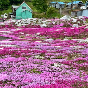 まさか北海道で芝桜が見られるなんて感激でした。
天気にもめぐまれたのですが。早朝に行った有珠山だけがもやに囲まれ山頂からは何も見えなくて残念でしたが昭和新山はしっかり見えました！
興味半分で行った白い恋人パークは乙女心をくすぐるファンタジーな建物でつい買い物が楽しくなってしまった、、、、らしくないかも、、、、
たびのメインの中島公園にある日本庭園と豊平館はうっとりするくらい美形で最高でした。最後は札幌市を一望して今回のたびも無事終わりました👍
