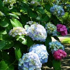 黄門様にも縁が深い水戸の保和苑。
紫陽花寺としても有名です。
今年は紫陽花の開花が早くなる予報が出ていますね。


#茨城　#保和苑