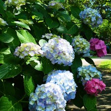 黄門様にも縁が深い水戸の保和苑。
紫陽花寺としても有名です。
今年は紫陽花の開花が早くなる予報が出ていますね。


#茨城県　#保和苑