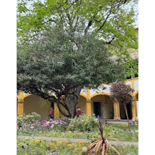 ゴッホが入院したアルルの病院の庭
"Espace Van Gogh"街中にあり、簡単に行ける。
ゴッホの絵画の雰囲気を感じることが出来る。
グッズショップでゴッホ関係の物が買えます