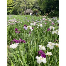 花菖蒲の季節
小石川後楽園にて

#東京
#後楽園
#大名庭園