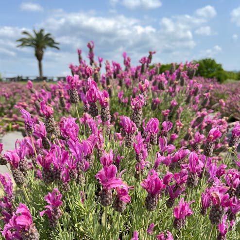 和泉リサイクル環境公園