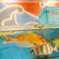 磯丸水産は、新鮮な魚介類を自分で焼いていただけます!
焼きたて、出来立てはやっぱり美味しいです。ビールもすすみます!
#磯丸水産
#魚
#魚介類
#居酒屋