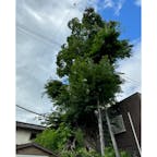 犬塚の欅
いぬづかのけやき
真宗発展の基礎を築いた蓮如（れんにょ）が迫害から逃れ大津にいたとき、誰かが蓮如を殺そうと食膳に毒をもった。この時、彼の愛犬が不思議にもそれを察知し、身代わりに食べ、たちまちのうちに死んだ。蓮如は供養のため犬を手厚く葬り、その地に欅が植えられた。

#サント船長の写真　#旧東海道の旅