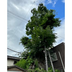 犬塚の欅
いぬづかのけやき
真宗発展の基礎を築いた蓮如（れんにょ）が迫害から逃れ大津にいたとき、誰かが蓮如を殺そうと食膳に毒をもった。この時、彼の愛犬が不思議にもそれを察知し、身代わりに食べ、たちまちのうちに死んだ。蓮如は供養のため犬を手厚く葬り、その地に欅が植えられた。

#サント船長の写真　#旧東海道の旅