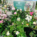 デビッドオースチン　イングリッシュローズガーデン
（泉南花咲ファーム内）
大阪府泉南市
広大な園内には3000株のバラ達でとても良い香りがします。
この素敵な場所はなんと無料でした。