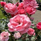 東京・調布にある「神代植物公園」。今日まで美しいバラの花を見ることができます！
日本の皇族ゆかりの名前をついた花からイギリス王室ゆかりのバラまで、色とりどりのバラを秋に見てみてください！

#東京 #調布 #神代植物公園 #バラ #プリンセス
