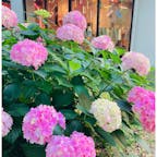 大阪　靭公園

今年初めての
紫陽花と薔薇でした