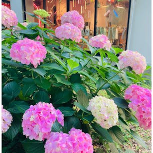 大阪　靭公園

今年初めての
紫陽花と薔薇でした