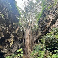 沖縄の南城市にあるガンガラーの谷

ガンガラーの谷は、数十万年前の鍾乳洞が崩れてできた太古の谷です。

世界最古となる約2万3千年前の釣り針も見つかった場所でもあります

大自然のスケールの大きさを知りたい方には、ぜひ！雨でも楽しめるスポットです。

#ガンガラーの谷
#沖縄
#南城市
#鍾乳洞
#自然
