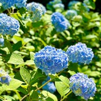 鎌倉
明月院
明月院ブルーと呼ばれる青い姫紫陽花がとても綺麗でした。