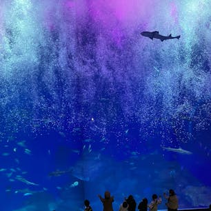 大洗水族館の大水槽を泳ぐイワシのショー、光の演出がとってもきれい。

あとは魚を差し出されてるのに全然食いつかないペンギンと、イルカと比べちゃうと地味だけど芸達者なアシカが印象的でした。