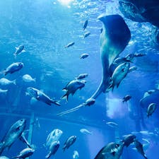 2024.6/2 Sun
𓇼マリンピア日本海（新潟県）