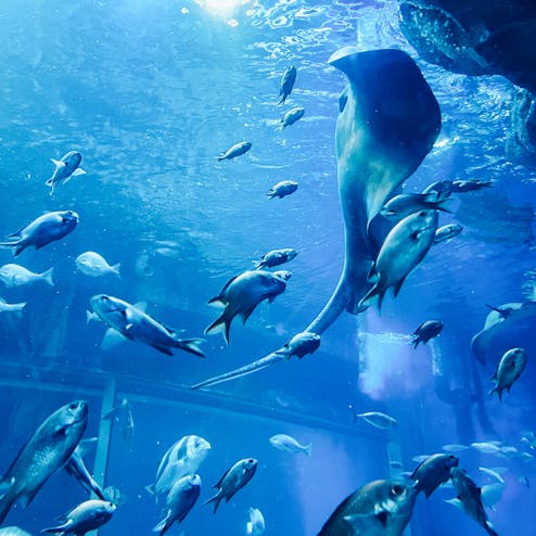 新潟市水族館 マリンピア日本海