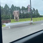 大分県のアフリカンサファリ
広大な敷地に動物が…思ったより少なかったけど楽しめました🐘