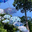 京都　柳谷観音

空には
紫陽花柄の傘がいっぱい