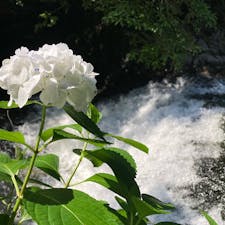 20240615 
佐賀　見帰りの滝　日本の滝100選

20数年ぶりに来ました
滝の下には虹がかかっていて
マイナスイオンを浴びてきました
紫陽花が有名で夜はライトアップしてるようです