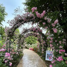 雨が上がった山梨
オルゴール館のバラ