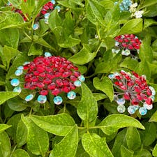 雨上がりも綺麗⟡.·
#神奈川県#箱根ガラスの森美術館#紫陽花