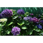 #滋賀
#紫陽花 
2024.06.29