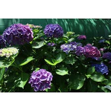 #滋賀
#紫陽花 
2024.06.29