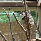 動物たちが可愛かった 🐨🐻‍❄️🐧