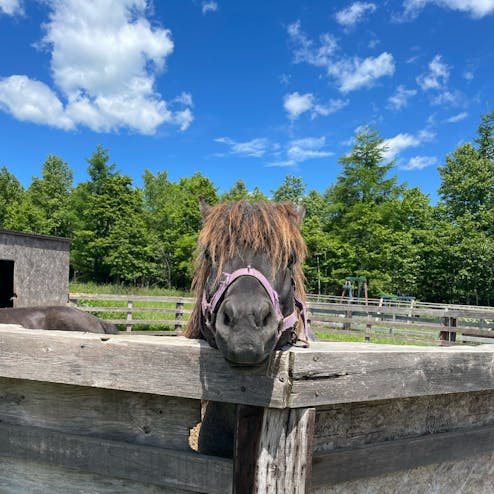 登別ホースパーク遊駿