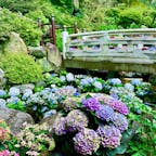 奈良県明日香村
岡寺
紫陽花や天竺牡丹でいわゆるインスタ映えする工夫が随所に施されています^_^
が、やはりなんといっても素晴らしいのは、ご本尊の日本最大の塑造如意輪観音さまです。側面からすぐ近くで拝むこともでき本当に感動いたしました。撮影禁止なので写真はありませんが。