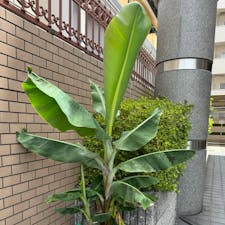 鉢で育てる三尺バナナ
サント船長が京都のマンションで三年前から育てて居ます。1年目、2年目と日当たりが悪く、育たず実は乗りませんが、三年目の今回は場所を変えました、此のバナナは昨年のバナナで孫にあたります、それを日当たりの良いマンションの玄関に出しました、するとグングンと伸び、今年は実が乗りそうな気配です、三尺バナナとモンキーバナナは同じで、鉢で育てる事が出来ます。そうですね、9月には、実が成るかもです。
もし実が乗れば、実に60年に及ぶオイラの念願です。

#サント船長の写真