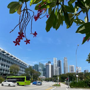 シティホール
シンガポール🇸🇬

シンガポールが大好き❤
