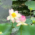 万博記念公園　日本庭園
はす池

蓮が咲いているとの事で
ウォーキングに来ました。
綺麗に咲いてました。
2024.6.30