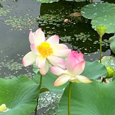 万博記念公園　日本庭園
はす池

蓮が咲いているとの事で
ウォーキングに来ました。
綺麗に咲いてました。
2024.6.30