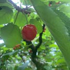 #長野県
#松川町
#さくらんぼ狩り🍒
#松本城
#城下町
#食べ歩き