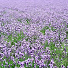 北海道の富良野にある、ファーム富田
只今、ラベンダー🪻が見頃を迎えています。

ラベンダーのいい香りと、辺り一面の美しい紫で、心も身体もリフレッシュできました。

#北海道
#富良野
#ファーム富田
#ラベンダー