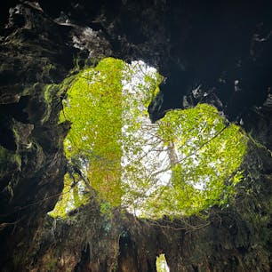 📍屋久島
大自然を堪能しました。
忘れたくない景色ばかり。
屋久島で出会った人々も温かい人ばかりで、絶対にもう一度訪れたい場所です🌳

・縄文杉
・大川の滝
・千尋の滝
・ウミガメ観察会