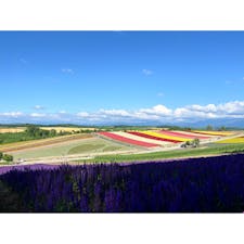 四季彩の丘

めちゃくちゃ天気が良くて風が冷たくて気持ちよかった！
カートの運転が難しくて笑った

🍦ラベンダーソフトandメロンソフト