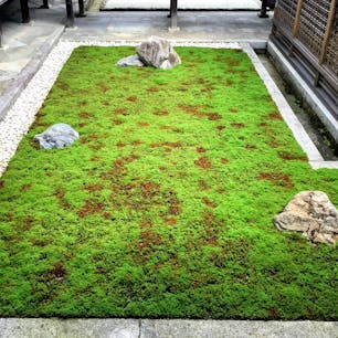 京都　仁和寺

お庭の苔と青紅葉に
癒される