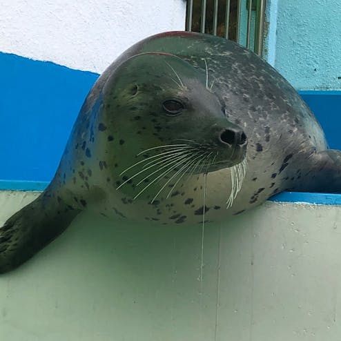 伊勢夫婦岩ふれあい水族館シーパラダイス