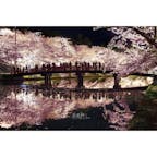 今年の弘前公園桜まつり
春陽橋