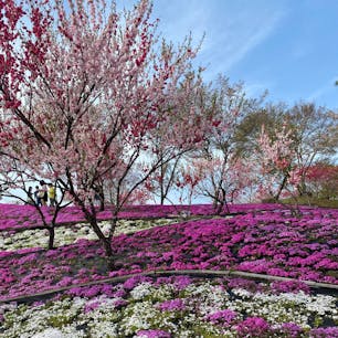 芝桜 花桃公園
#202404 #s岐阜