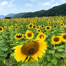 兵庫
佐用町南光ひまわり畑

暑い夏ですね