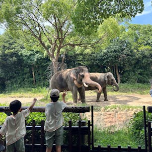 【ズーラシア】
真夏の動物園✨
暑すぎて動物もバテておりあまり動物を見られず😭
動物園は春か秋の方が楽しめますかね💦
沢山の動物がいたんだけどみんな暑そうでだらけていてそれはそれで可愛かったです🤭　有名なオカピも見れて園内にはレストランやカフェみたいな所が沢山あって園内は凄ーく広くて歩くんだけど休憩できるからとても楽しめました✨
最後は園内バスにのって入り口に戻ったのですが正門にはサーティワンがあり猛暑の中歩いて歩いて動物を観察したので最後のサーティワンは格別でした🍦
ズーラシアの内装はディズニーみたいで素晴らしかったです✨
オススメの動物園です👍
2024.7.24 ズーラシア