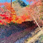 河口湖の紅葉まつり🍁
11月のベストシーズンに行ってきました✨