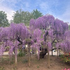 あしかがフラワーパーク🪻🌼🌷
シーズン前だった事もあり、藤の花が満開ではなかったですが綺麗でした😍✨