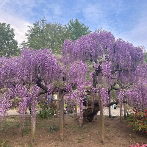 あしかがフラワーパーク