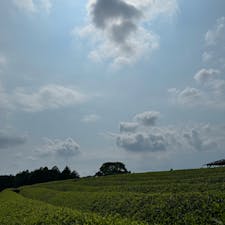 茶畑の先に富士山が見える場所🗻
朝は見えたけど、夏はすぐに雲で隠れちゃう…
売店の方が仰るには3、4月がオススメだそうです💡
大淵笹場