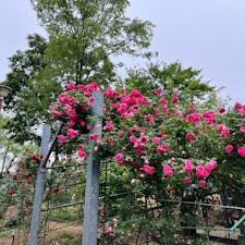 【平成の森公園】
川島町にある公園で
5月頃には薔薇🌹がたくさん咲いて、夏場は岩場で水遊びができます✨
GWには薔薇🌹と共に楽しめるイベントがあり参加しましたがキッチンカーやバルーンみたいな遊具、鯉のぼり🎏も飾ってあり子供達が沢山遊んでいました✨
是非薔薇の季節がオススメです😊

2024.5.19