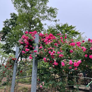【平成の森公園】
川島町にある公園で
5月頃には薔薇🌹がたくさん咲いて、夏場は岩場で水遊びができます✨
GWには薔薇🌹と共に楽しめるイベントがあり参加しましたがキッチンカーやバルーンみたいな遊具、鯉のぼり🎏も飾ってあり子供達が沢山遊んでいました✨
是非薔薇の季節がオススメです😊

2024.5.19