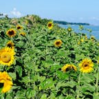 鳥取にある鳴り石の浜のひまわり畑

鳴り石の浜は、丸石が波にもまれて「カラコロ」と音をたてる珍しい浜です！

鳥取にいらした際は、ぜひ！！

#鳴り石の浜
#鳥取
#ひまわり
#向日葵