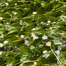滋賀県/醒ヶ井

　滋賀県米原市醒ケ井（サメガイ）の
地蔵川で梅花藻が見ごろを迎え、
白い花が涼し気に流れに揺れていました。

落下したピンク色のサルスベリの花が
所々に浮かび、
アクセントになっています。

#puku2'24
#puku2"08
#puku2青春18きっぷ旅
#滋賀県#花